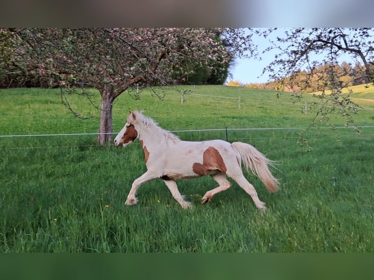Islandais Jument 5 Ans 141 cm Pinto in Oberzent