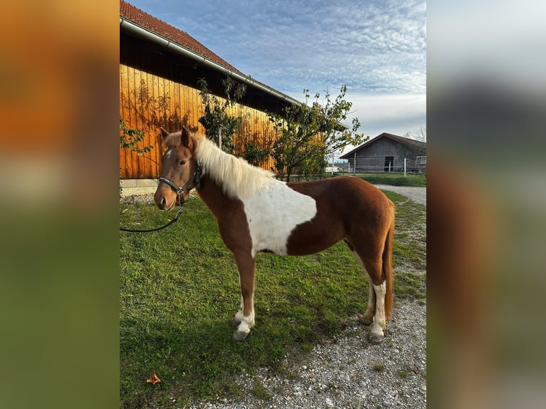 Islandais Jument 5 Ans 141 cm Pinto in Sankt Radegund