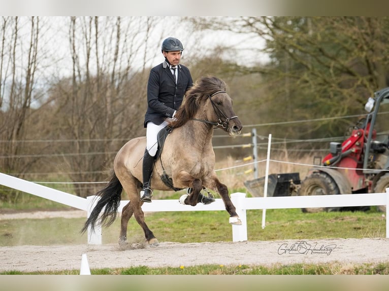 Islandais Jument 5 Ans 142 cm Isabelle in Horst