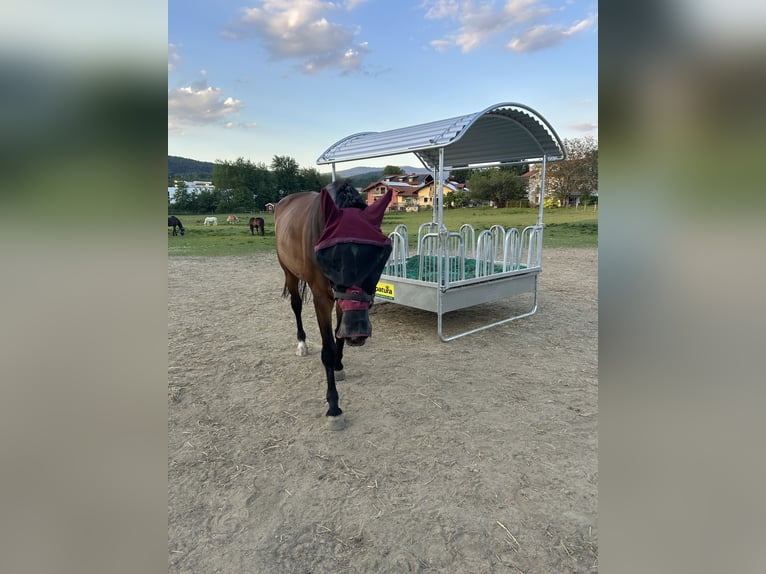 Islandais Jument 5 Ans 142 cm Pinto in Jandelsbrunn