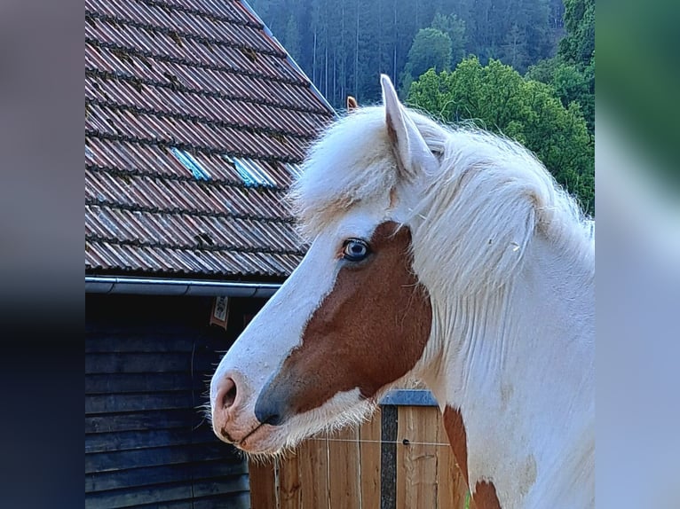 Islandais Jument 5 Ans 142 cm Pinto in Oberzent