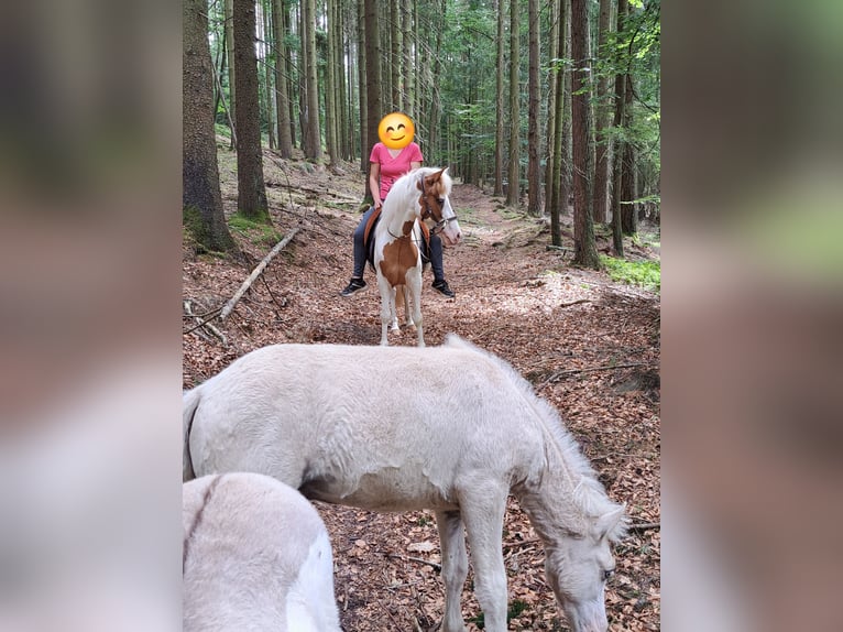 Islandais Jument 5 Ans 142 cm Pinto in Oberzent