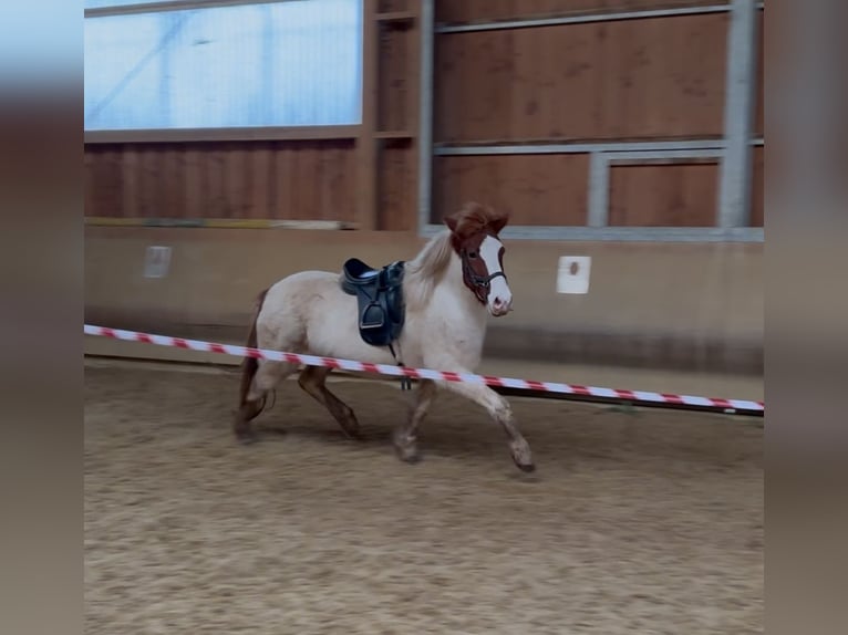 Islandais Jument 5 Ans 143 cm Pinto in Fronreute