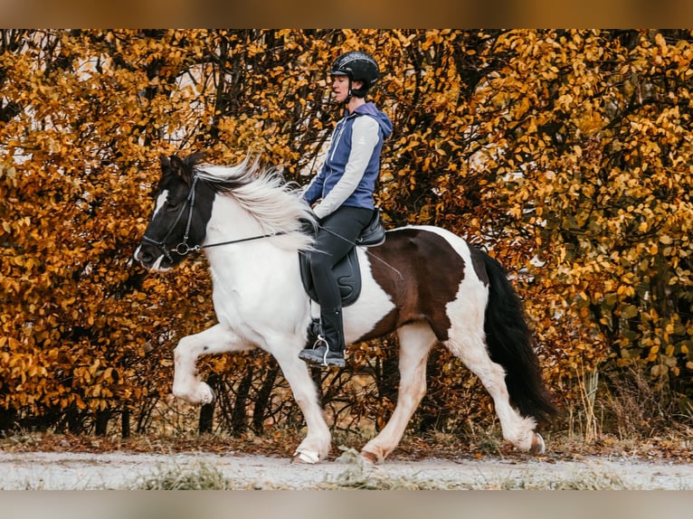 Islandais Jument 5 Ans 145 cm Pinto in Taufkirchen an der Trattnach