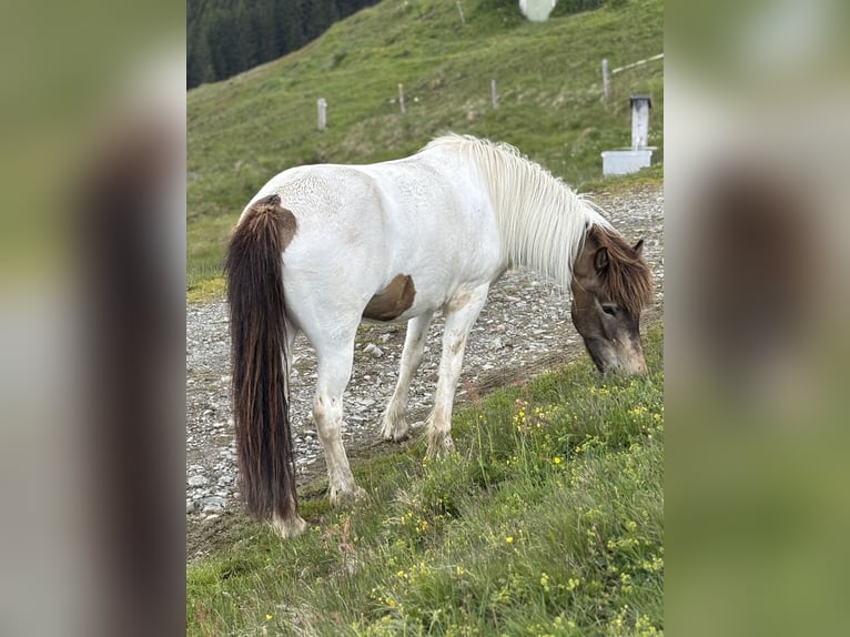 Islandais Jument 5 Ans 145 cm Pinto in Saalfelden