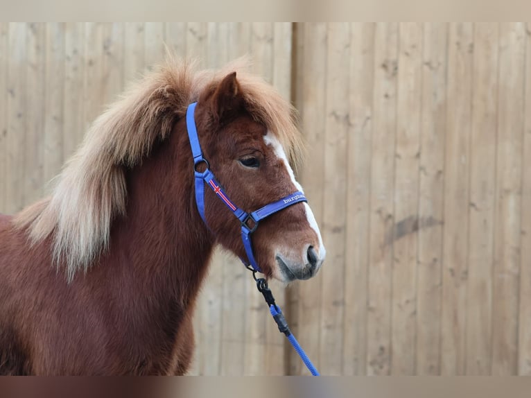 Islandais Jument 5 Ans Alezan in Straßwalchen