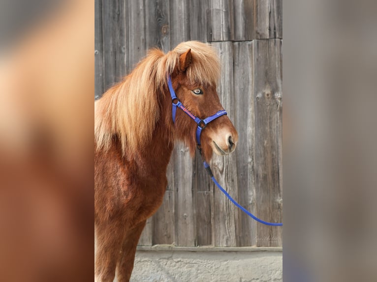 Islandais Jument 5 Ans Alezan in Straßwalchen