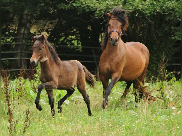 Islandais Jument 5 Ans Bai in Saarland