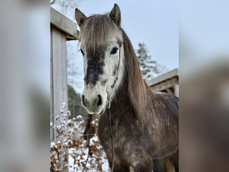 Islandais Jument 5 Ans Gris noir in Gilten