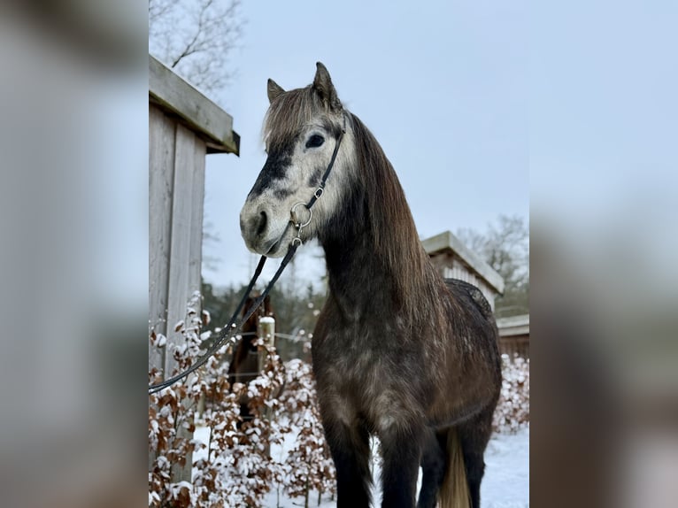 Islandais Jument 5 Ans Gris noir in Gilten
