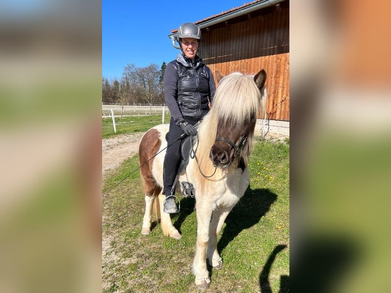 Islandais Jument 5 Ans Pinto in St. Radegund