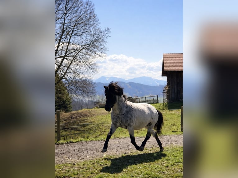 Islandais Jument 5 Ans Rouan Bleu in Gestratz