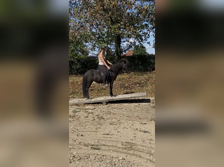 Islandais Jument 6 Ans 130 cm Noir in Rastatt