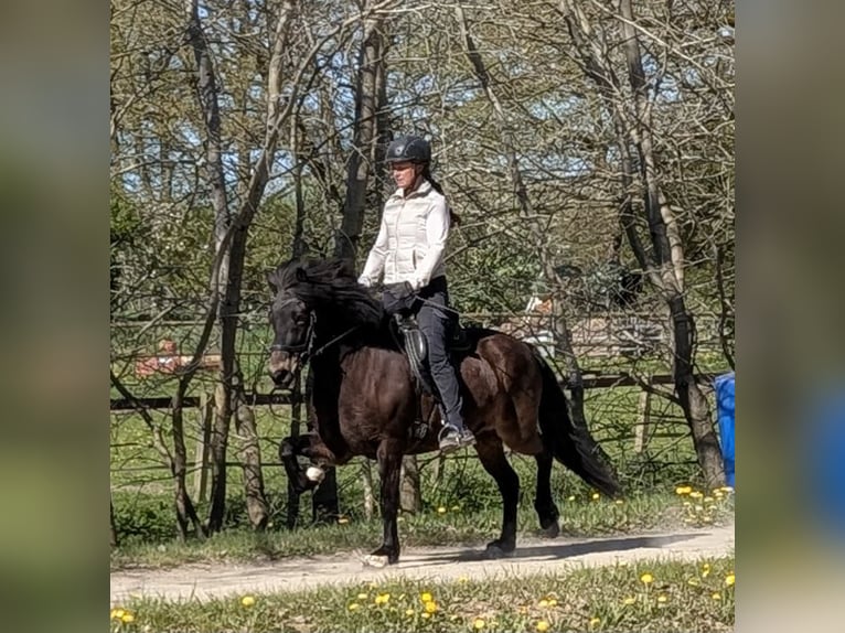 Islandais Jument 6 Ans 137 cm Bai brun in Wiemersdorf