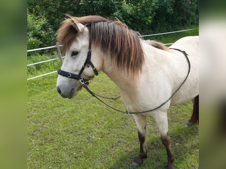 Islandais Jument 6 Ans 138 cm Buckskin in Sanitz