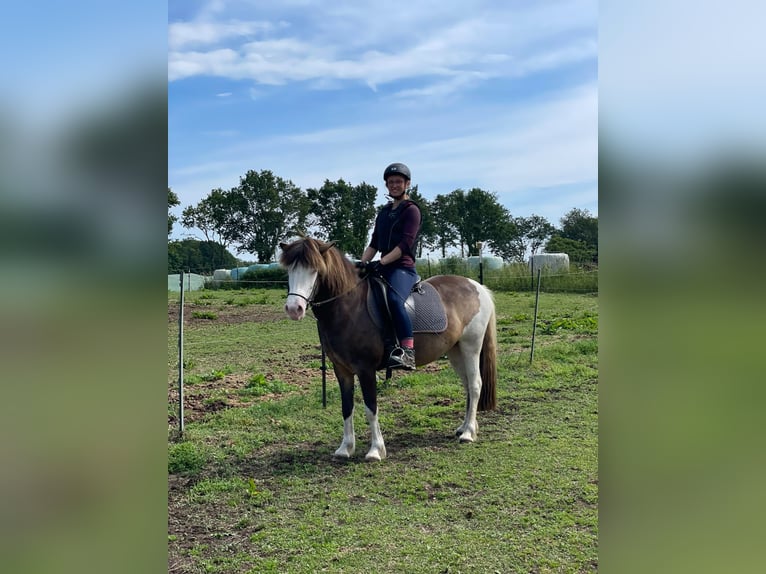 Islandais Jument 6 Ans 138 cm  in Blunk