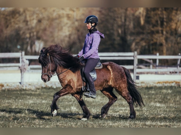 Islandais Jument 6 Ans 139 cm Noir in Taufkirchen an der Trattnach