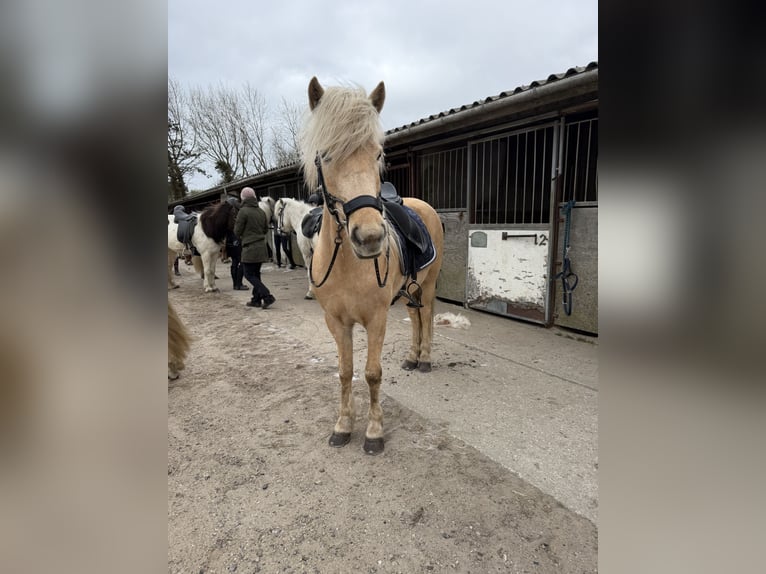 Islandais Jument 6 Ans 141 cm Palomino in Lutzhorn