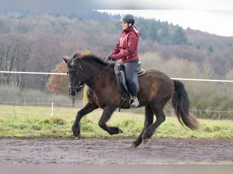 Islandais Jument 6 Ans 142 cm Noir in Schmelz