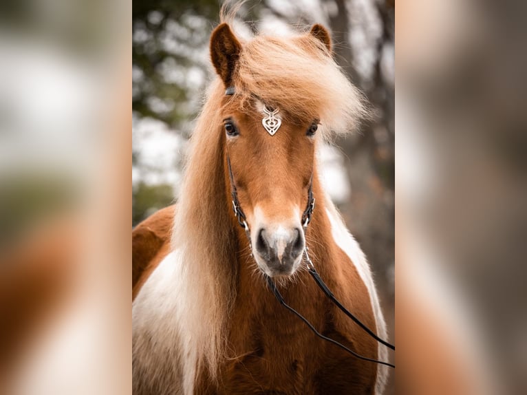 Islandais Jument 6 Ans 142 cm Pinto in Seedorf