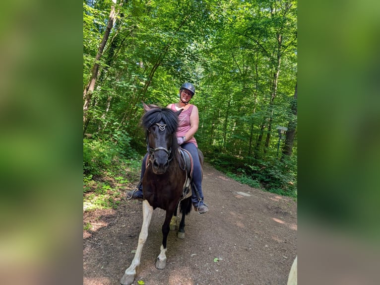 Islandais Jument 6 Ans 143 cm Pinto in Saarbrücken