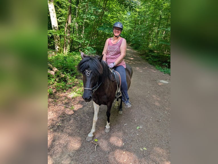 Islandais Jument 6 Ans 143 cm Pinto in Saarbrücken