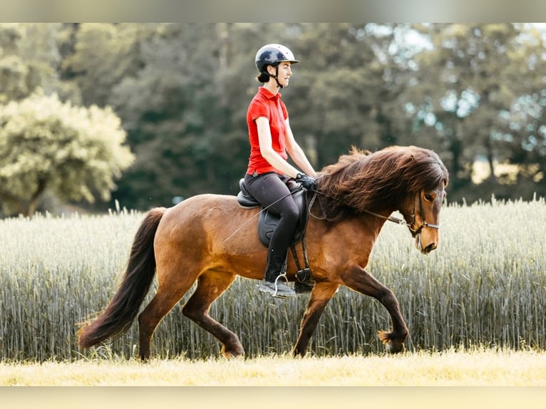 Islandais Jument 6 Ans 145 cm Bai in Taufkirchen an der Trattnach