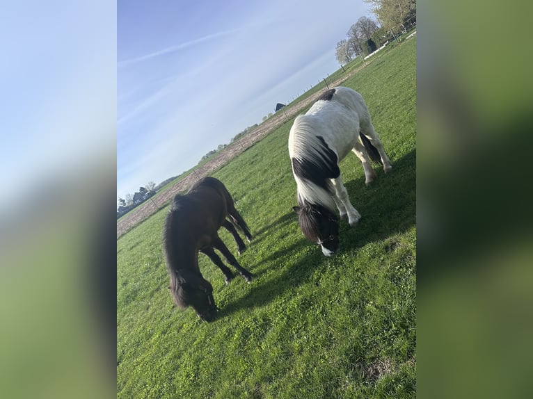 Islandais Jument 6 Ans 145 cm Pinto in Melle