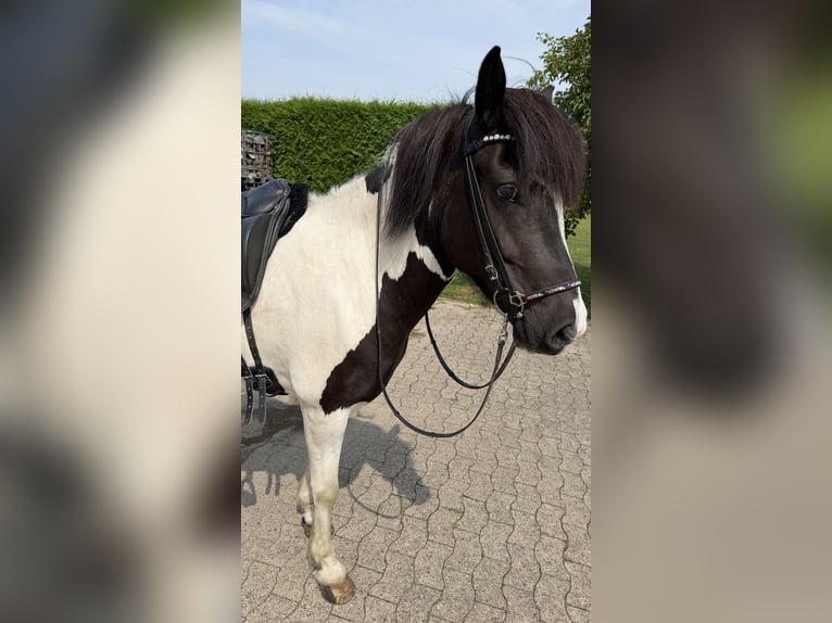 Islandais Jument 6 Ans 145 cm Pinto in Melle