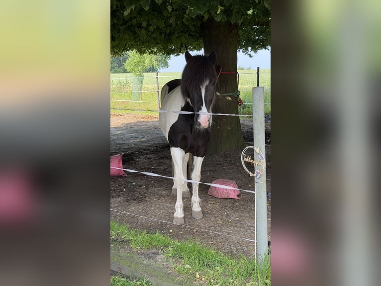 Islandais Jument 6 Ans 145 cm Pinto in Melle