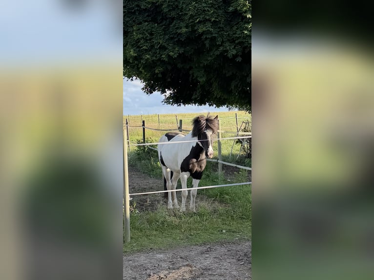 Islandais Jument 6 Ans 145 cm Pinto in Melle