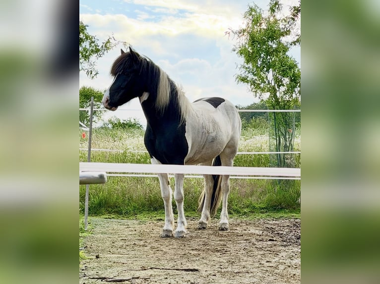 Islandais Jument 6 Ans 145 cm Pinto in Melle
