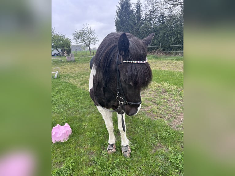 Islandais Jument 6 Ans 145 cm Pinto in Melle