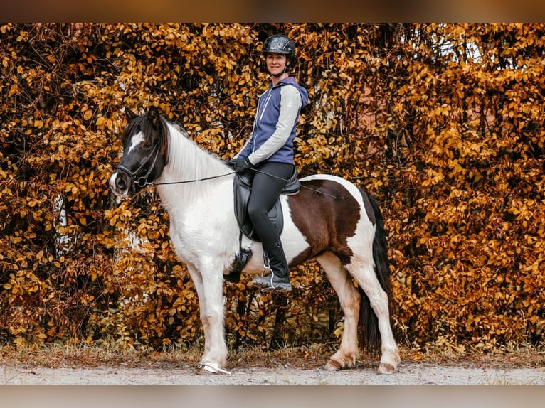 Islandais Jument 6 Ans 145 cm Pinto in Taufkirchen an der Trattnach