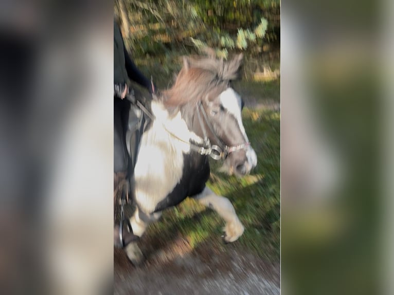 Islandais Jument 6 Ans 145 cm Pinto in LeopoldshöheLeopoldshöhe