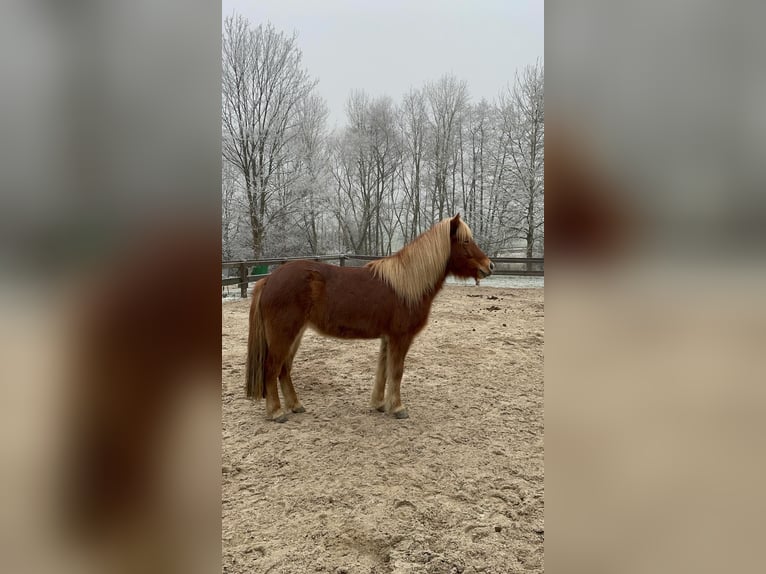 Islandais Jument 6 Ans Alezan in L&#xF6;hnberg