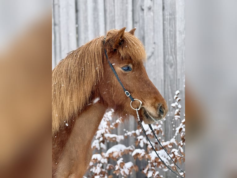 Islandais Jument 6 Ans Alezan in Gilten