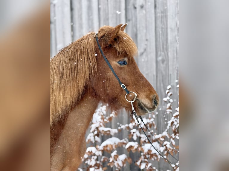 Islandais Jument 6 Ans Alezan in Gilten