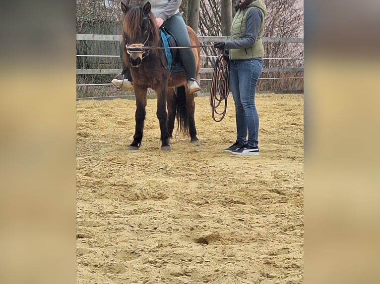 Islandais Jument 6 Ans Bai brun foncé in Markersdorf