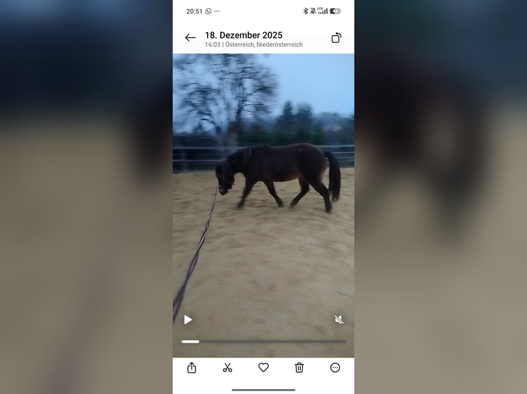 Islandais Jument 6 Ans Bai brun foncé in Markersdorf