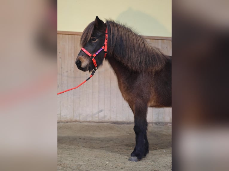 Islandais Jument 6 Ans Bai in Straßwalchen