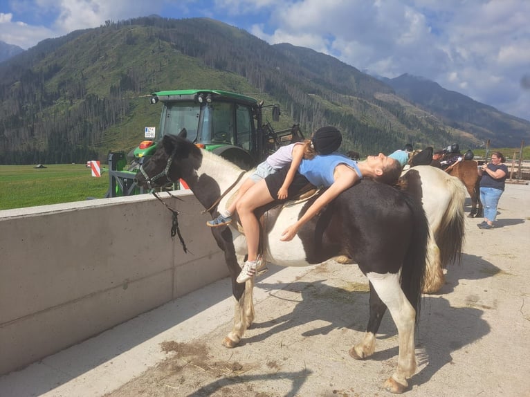 Islandais Jument 6 Ans  in Obertilliach