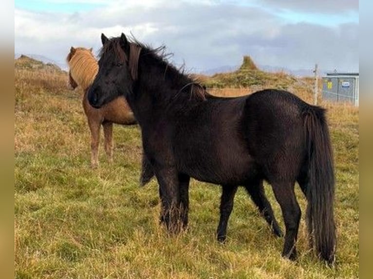 Islandais Jument 6 Ans Noir in Borganes