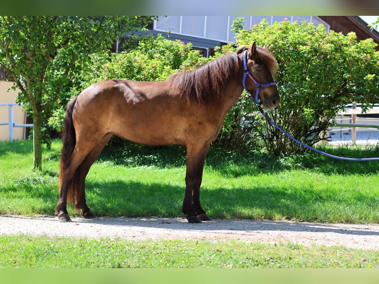 Islandais Jument 6 Ans Noir in Straßwalchen