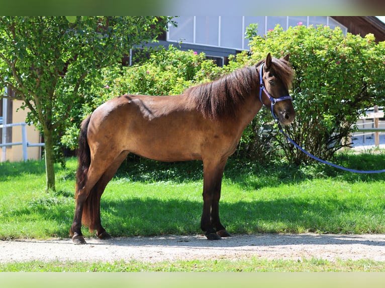 Islandais Jument 6 Ans Noir in Straßwalchen