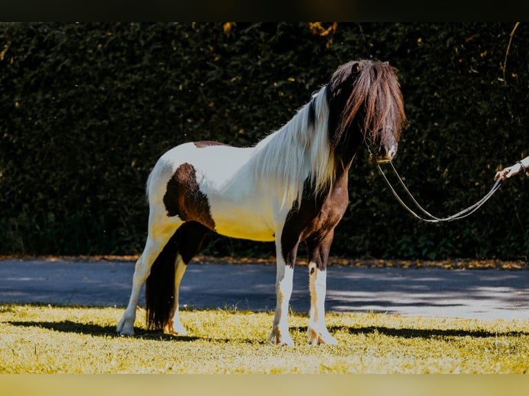 Islandais Jument 6 Ans Pinto in Taufkirchen an der Trattnach