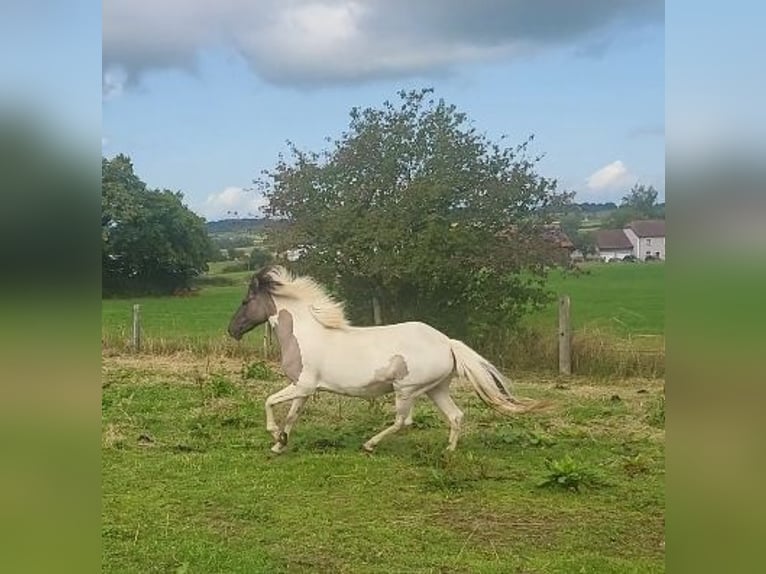 Islandais Jument 6 Ans Pinto in tuntange