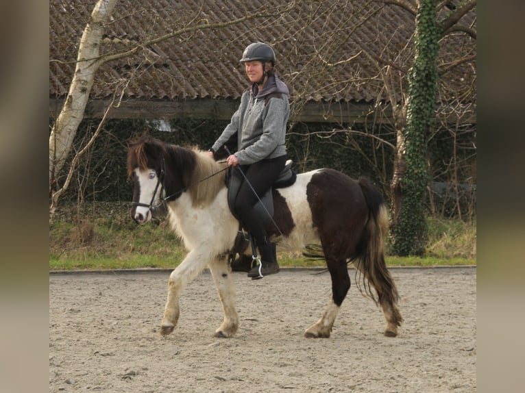 Islandais Jument 7 Ans 130 cm Pinto in S&#xFC;dlohn