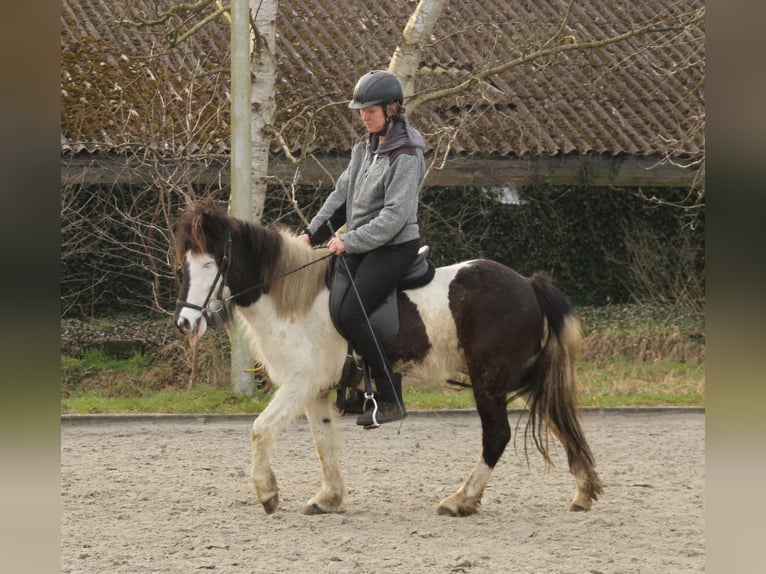 Islandais Jument 7 Ans 130 cm Pinto in S&#xFC;dlohn