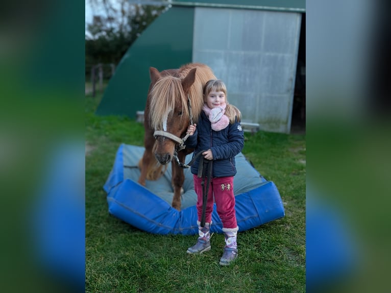 Islandais Croisé Jument 7 Ans 133 cm Alezan in Titz